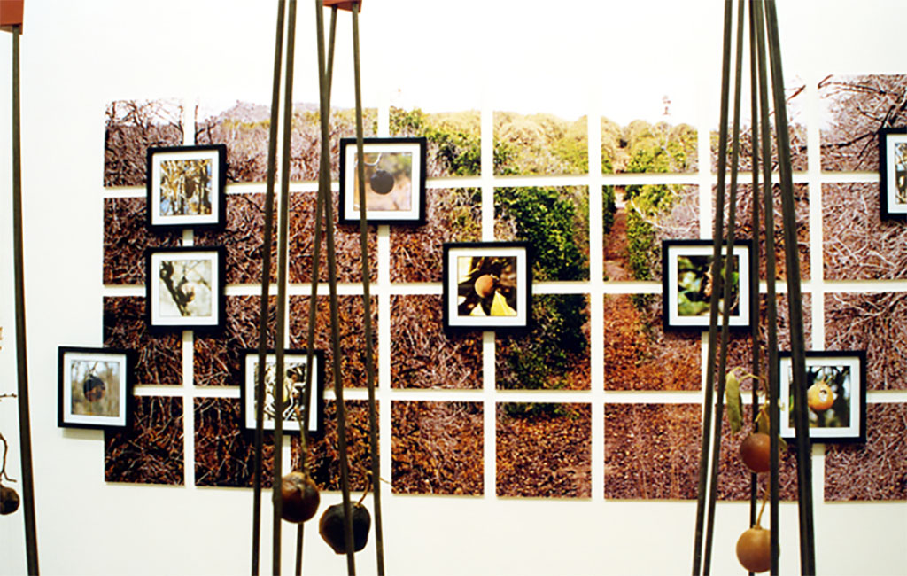 orange grove project